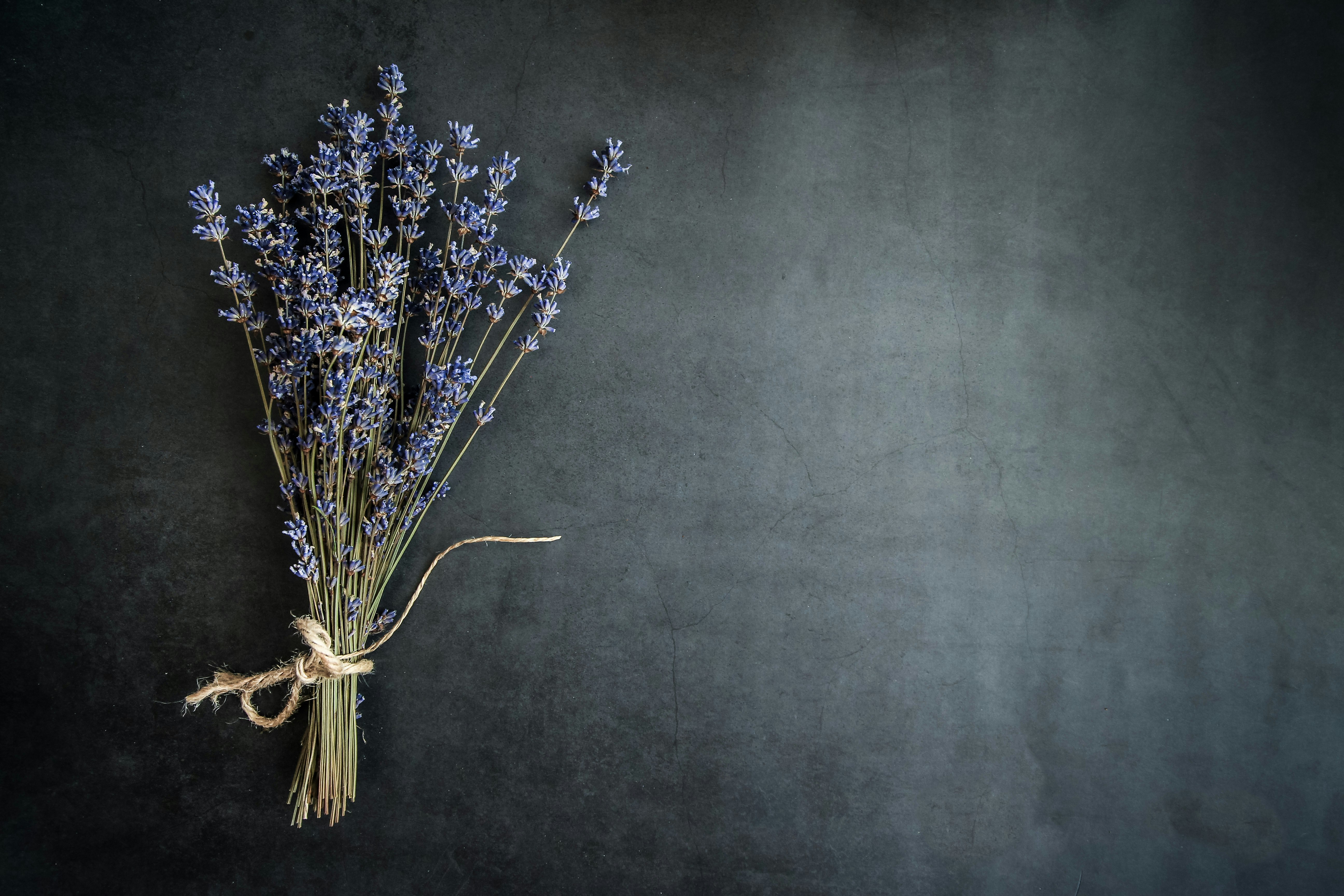 purple lavender flower